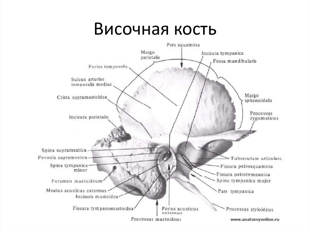 Схема каналов височной кости