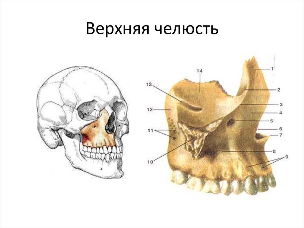 Отдел скелета челюсти