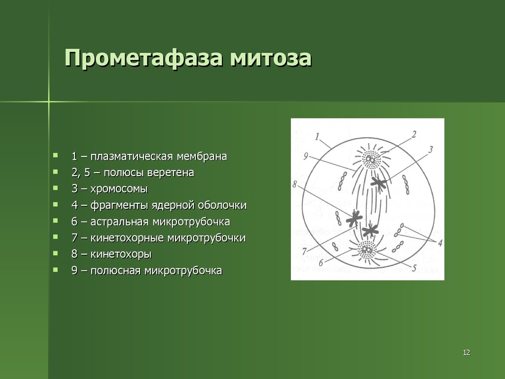 Прометафаза митоза
