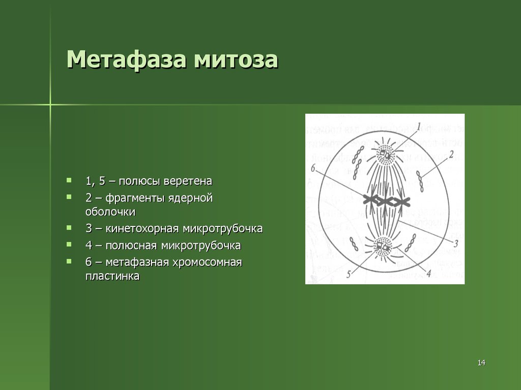 Метафаза митоза