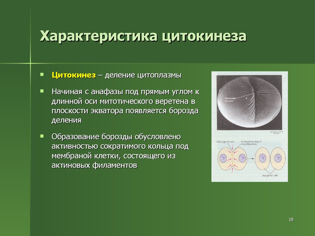 Цитоплазма митоза. Цитокинез растительной клетки характеристика. Деление цитоплазмы при митозе. Карио и цитокинез. Цитокинез характеристика.