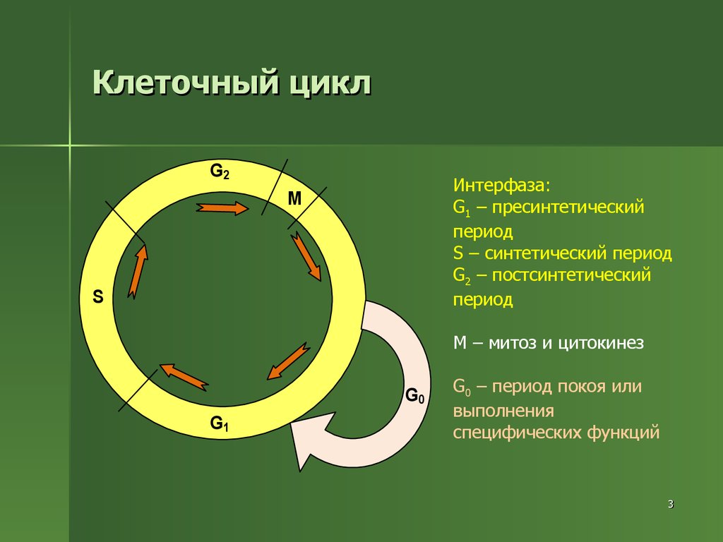 3 этапа интерфазы. Фазы g1 s и g2 клеточного цикла. Жизненный цикл клетки фаза g 0. G1 фаза клеточного цикла. Жизненный цикл клетки g1.