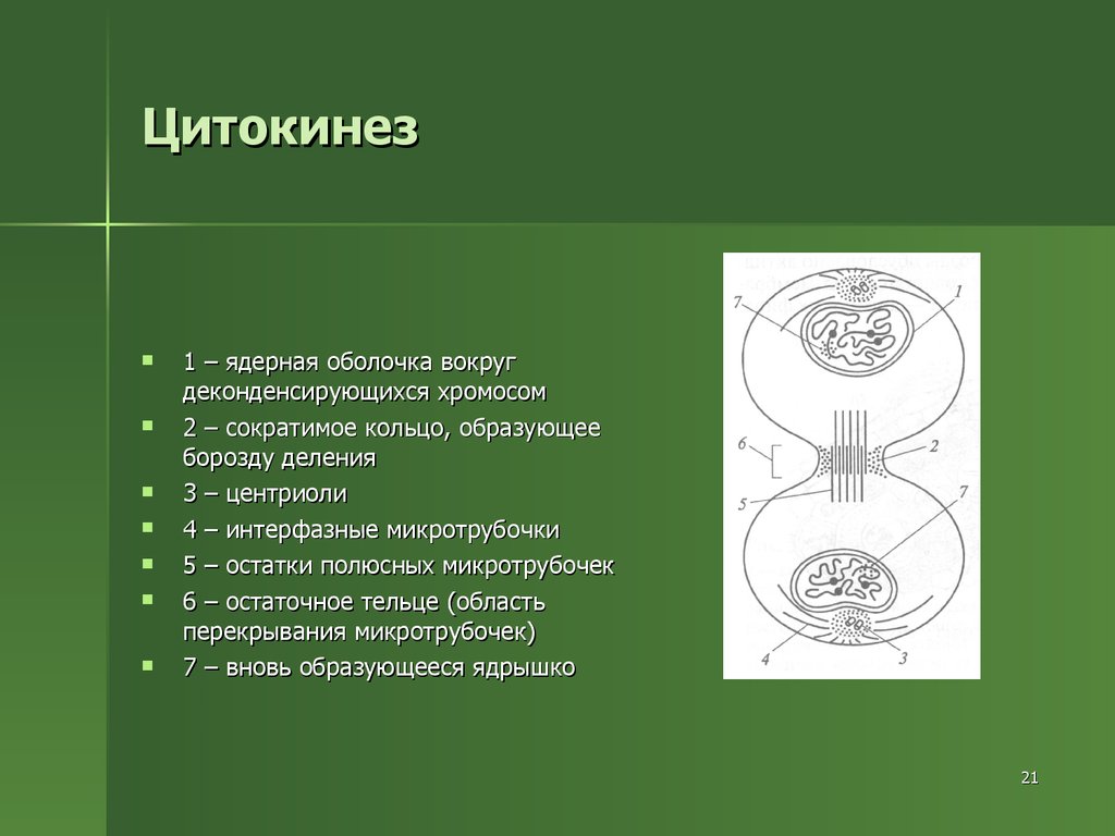 Цитокинез это в биологии