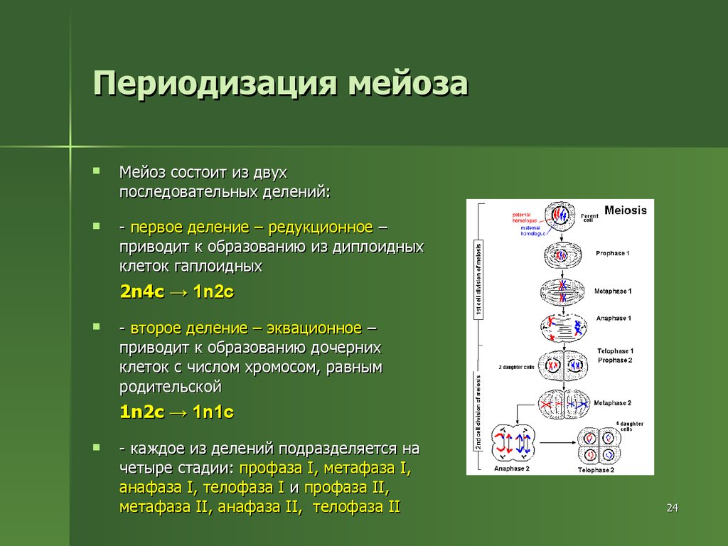 В результате деления клетки образуются. Образование гаплоидных клеток мейоз. Конъюгация деление мейоза. Мейоз 1 редукционное деление. Редукционное деление мейоз 1 или 2.