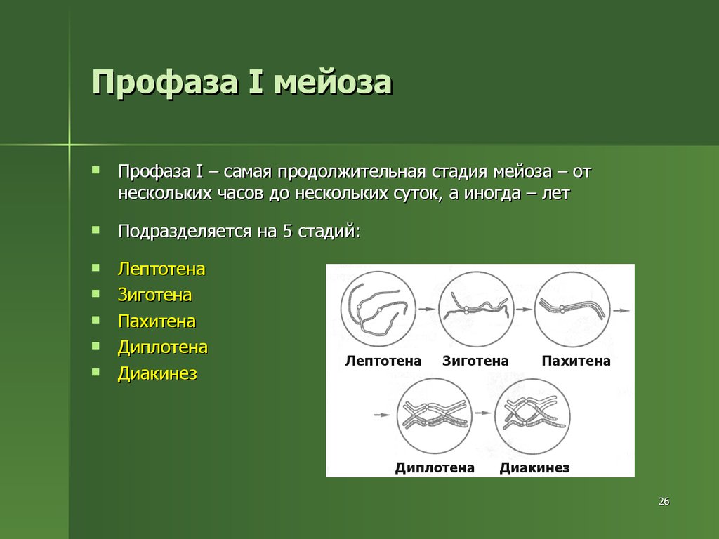 Мейоз фазы. Стадии профазы 1 мейоза. Мейоз лептотена зиготена пахитена диплотена диакинез. Стадии мейоза лептотена. Фазы профазы 1 мейоза.