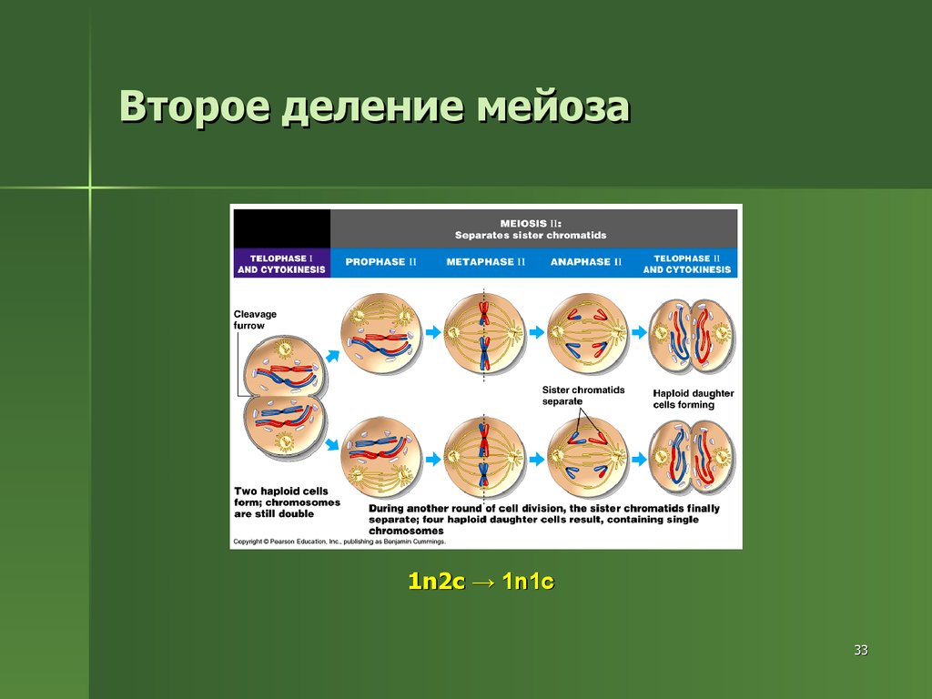 Деление клеток спорангия мейозом