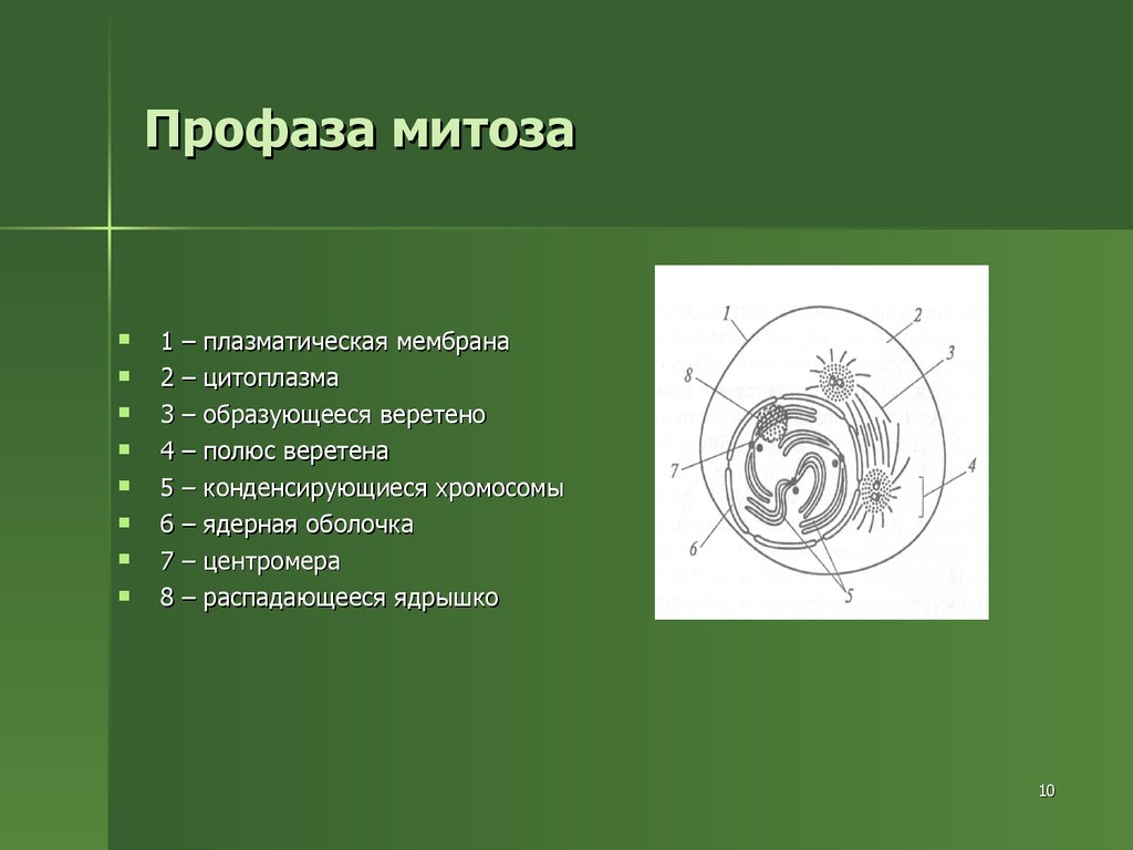 Профаза 1. Строение клетки в профазе. Профаза митоза. Профаза строение. Профаза митоза 1.