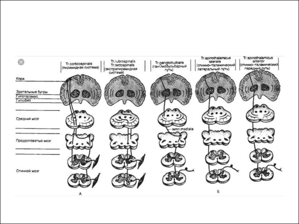 Группы проводящих путей. Схема проводящих путей головного мозга. Схема проводящих путей спинного. Схемы проводящих путей головного и спинного мозга. Проводящие пути спинного мозга схема таблица.