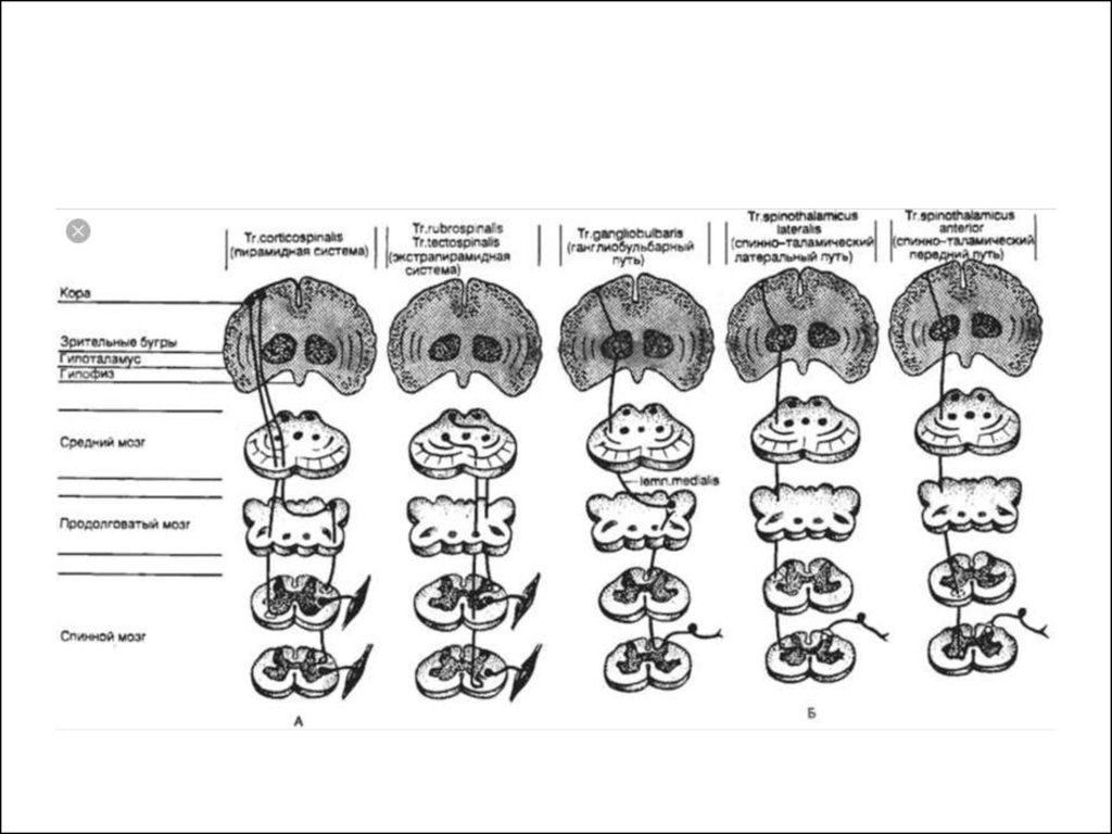 Проводящие пути рисунки. Схема проводящих путей головного мозга. Проводящие пути головного и спинного мозга схемы. Схема проводящих путей спинного. Проводящие пути ЦНС анатомия.