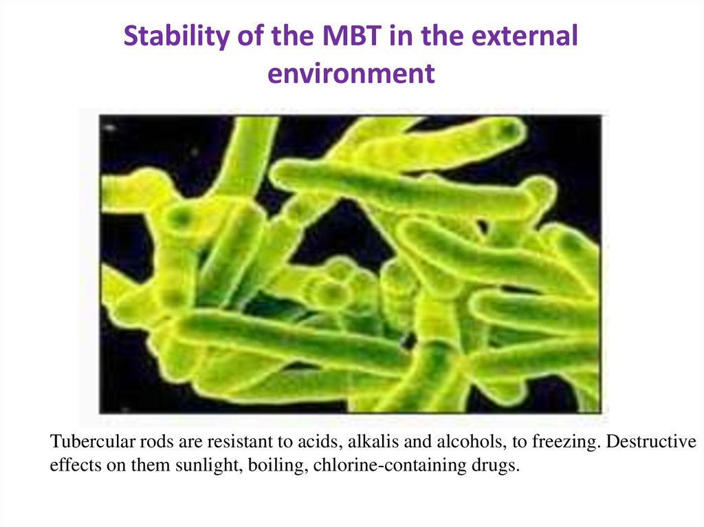 Stability of the MBT in the external environment