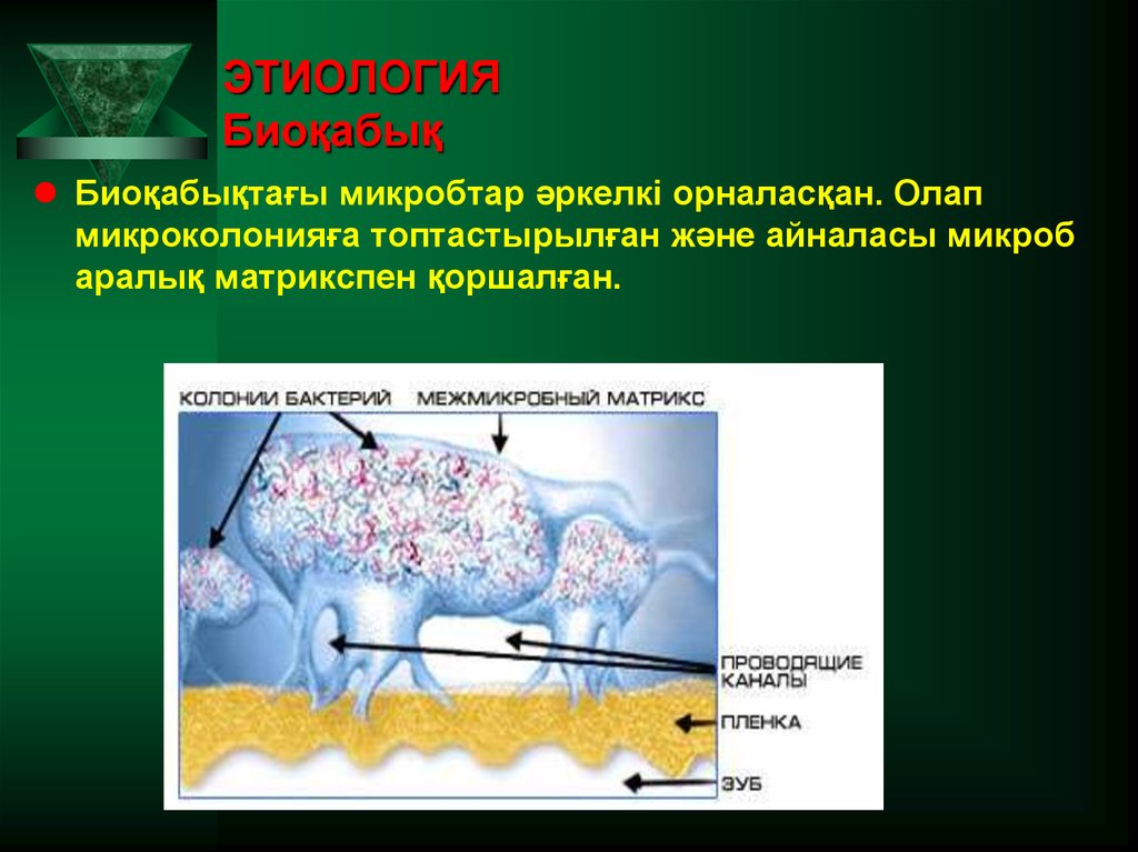 ЭТИОЛОГИЯ Биоқабық