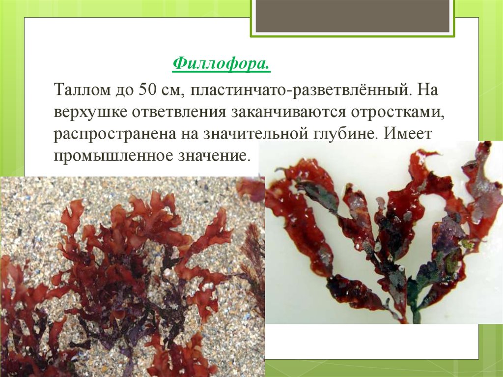 Обитание красных водорослей