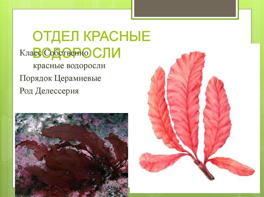 Характеристика красных водорослей. Отдел красные водоросли (Rhodophyta). Красные водоросли делессерия рода. Делессерия водоросль строение. Отдел красные водоросли (багрянки) делессерия.