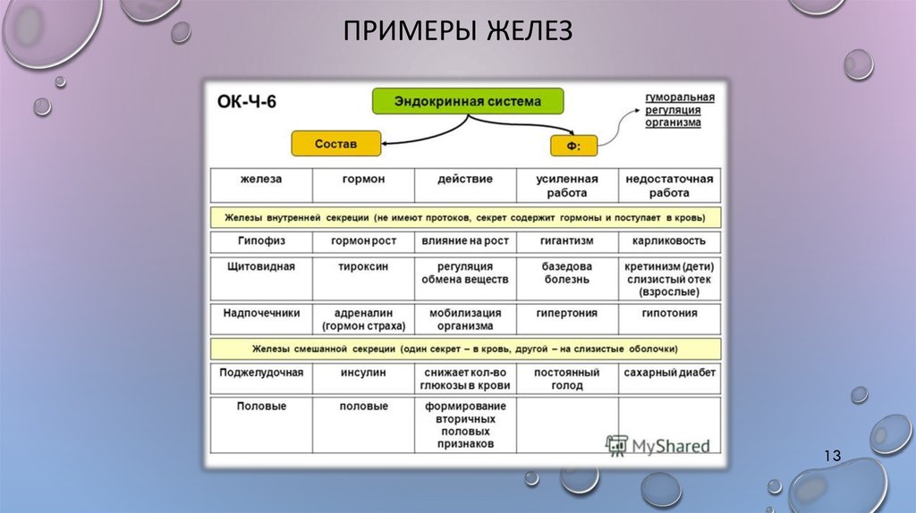 Схема железы 8 класс