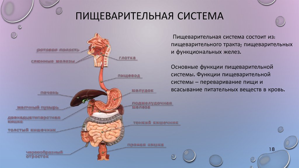 Пищеварительная система состоит из органов