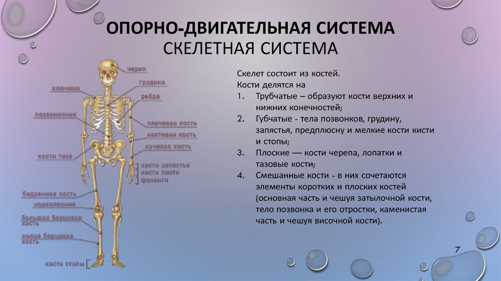 Опорно двигательная система схема