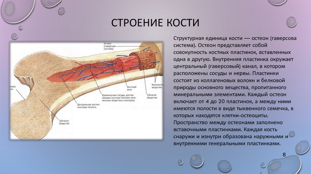 Строение кости фото