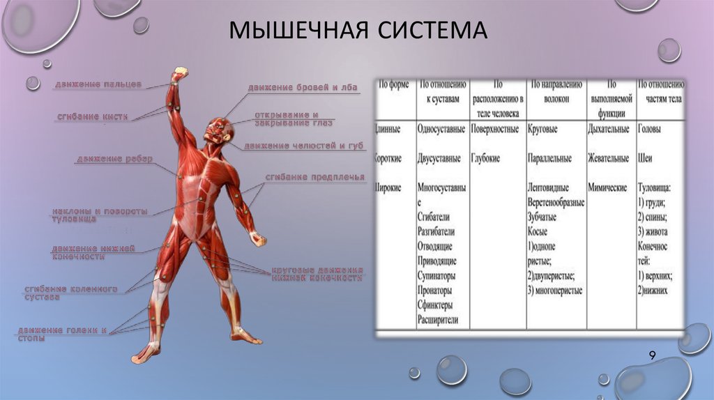 Биология строение тела человека. Органы мышечной системы и функции системы. Функции мышц схема. Мышечная система строение и классификация. Мышечная система человека анатомия.