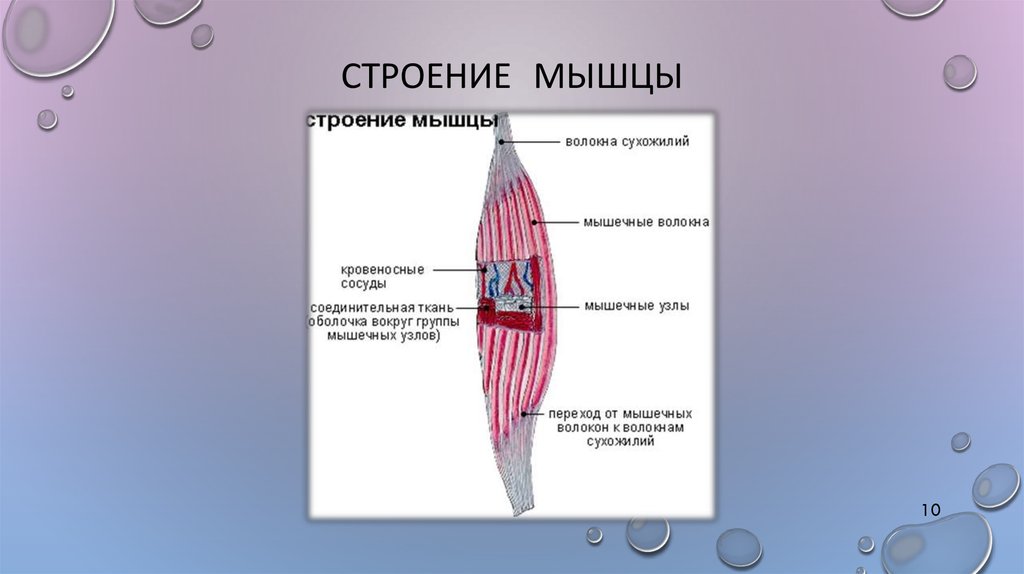 Строение мышц 8 класс