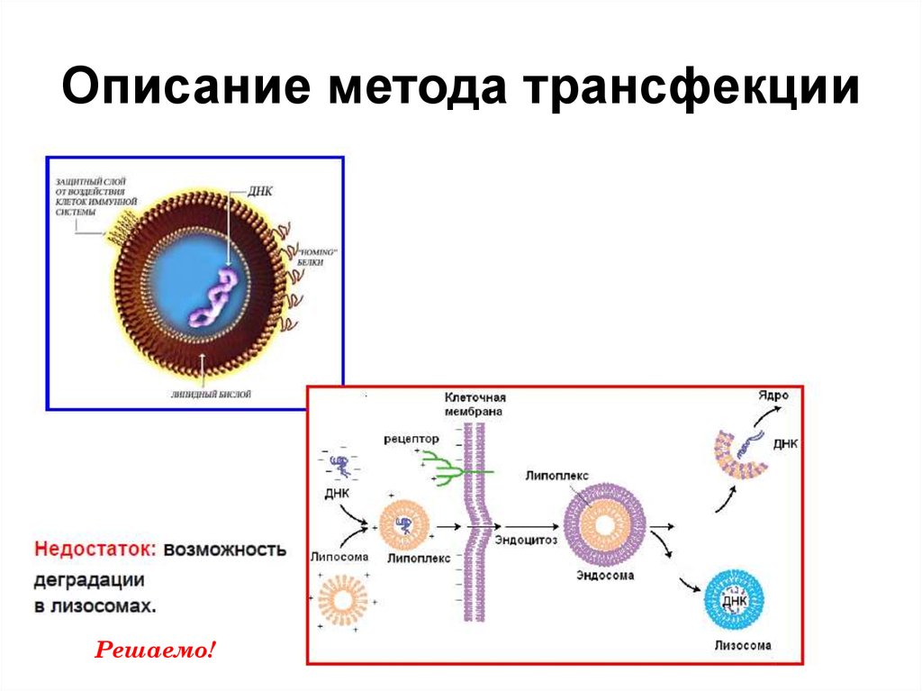 Трансфекция это. Трансфекция методы. Трансфекция клеток ДНК. Методы трансфекции клеток. Трансформация трансфекция трансдукция.