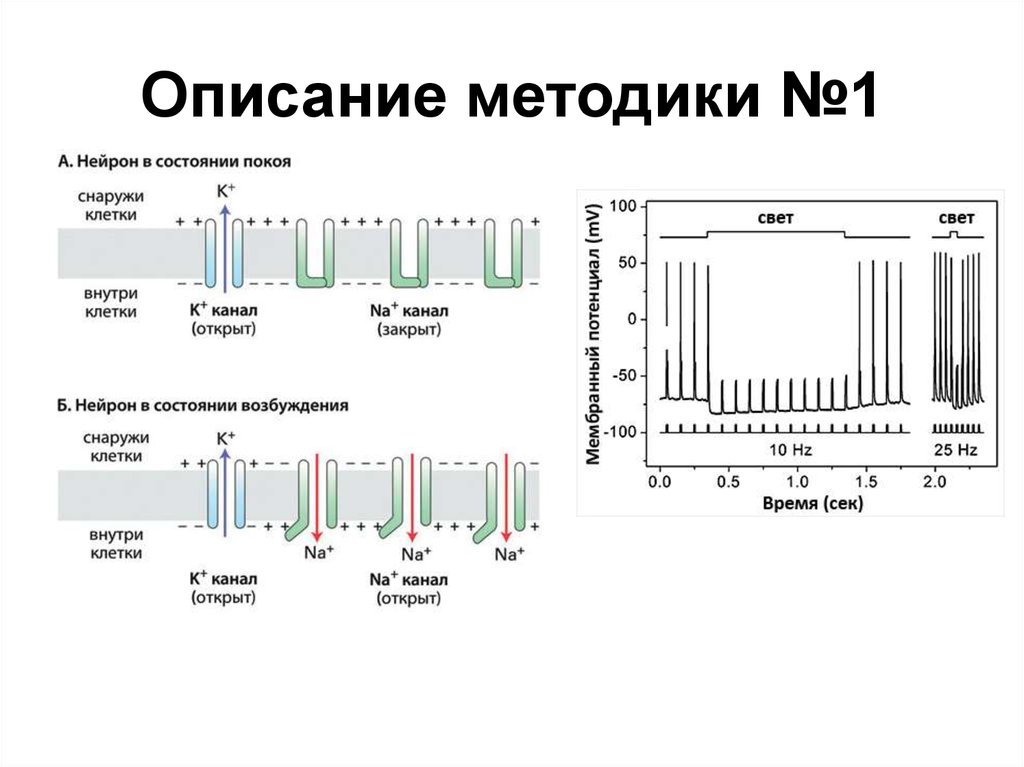 Данная методика описывает. Описание методики.