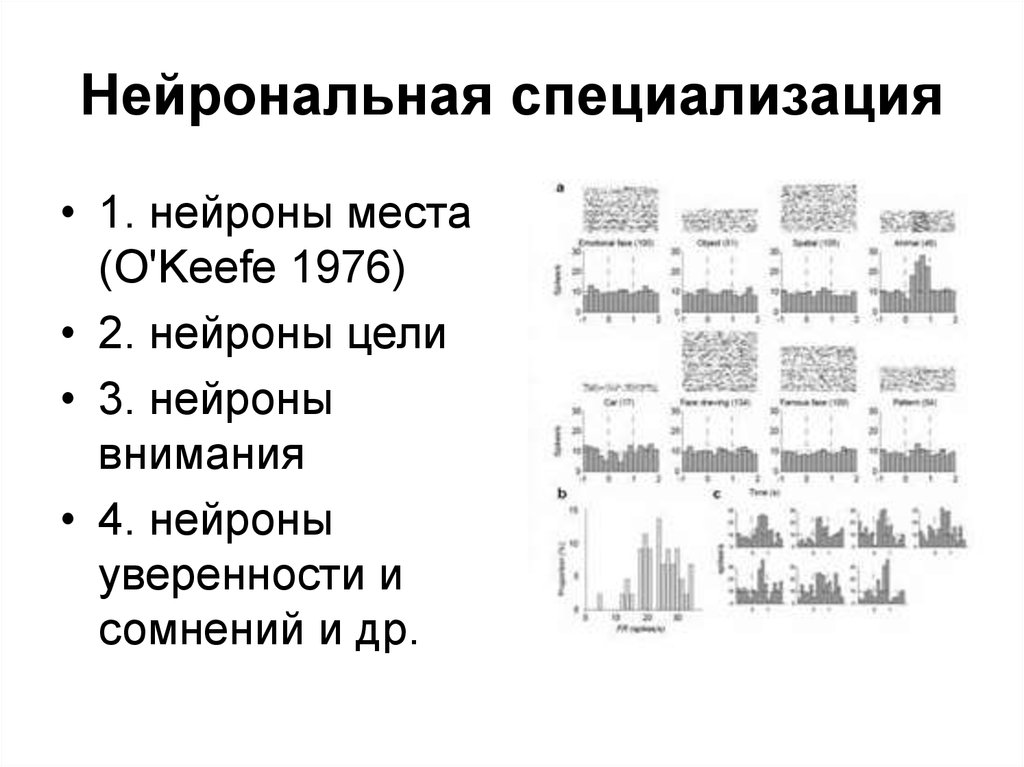 Нейрональная специализация