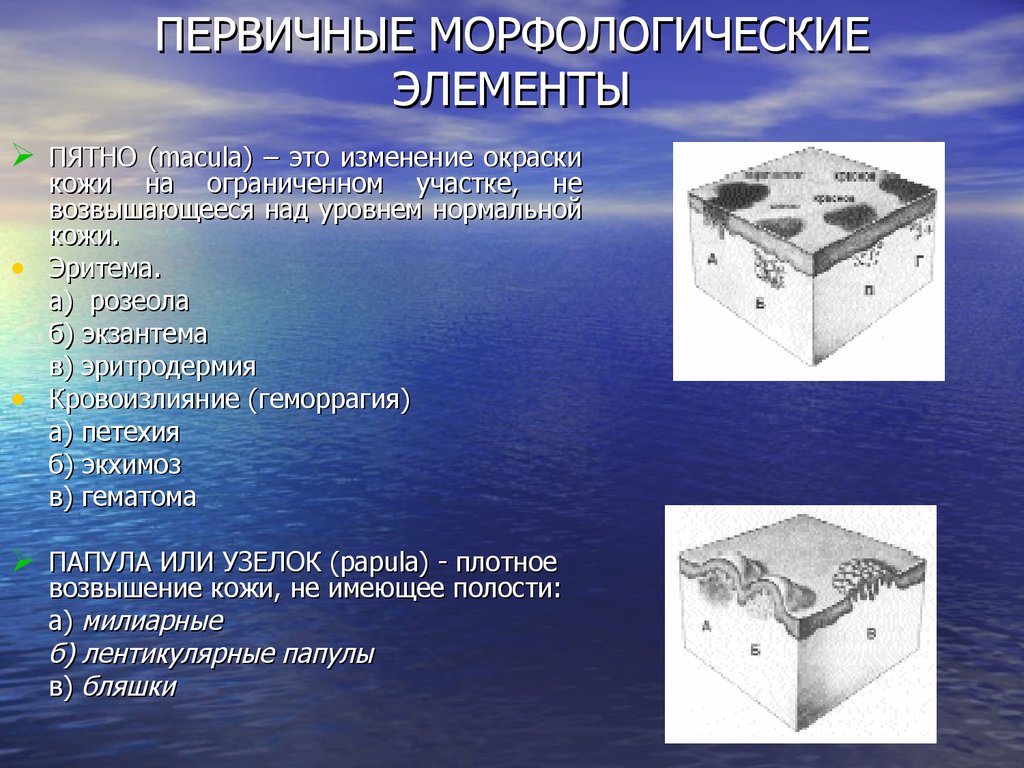 Первичный морфологический элемент. Первичные морфологические элементы. Первичные морфологические элементы кожи. Первичные и вторичные элементы кожи. Первичный морфологический элемент пятно.