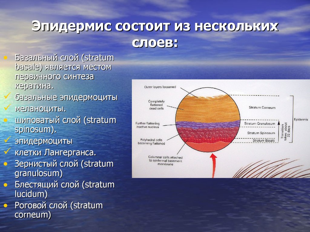 Несколько слоев. Эпидермис состоит из нескольких слоев. Зернистый слой. Состоит из нескольких слоев. Зернистый слой состоит.