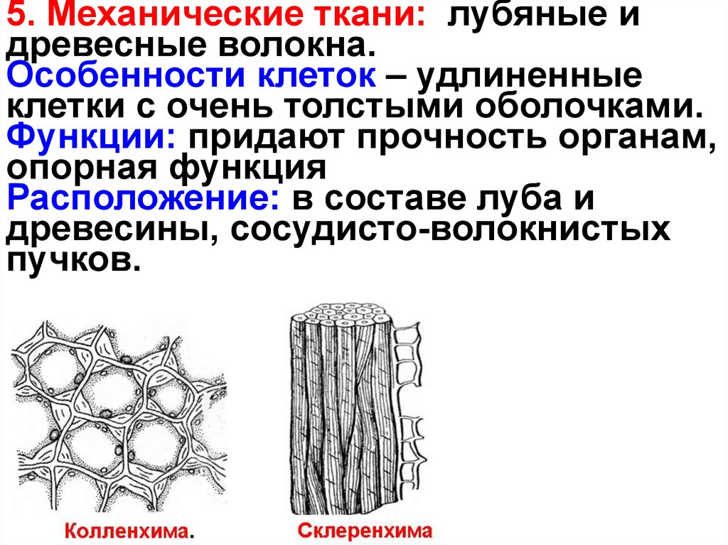 Часть механической ткани у растений