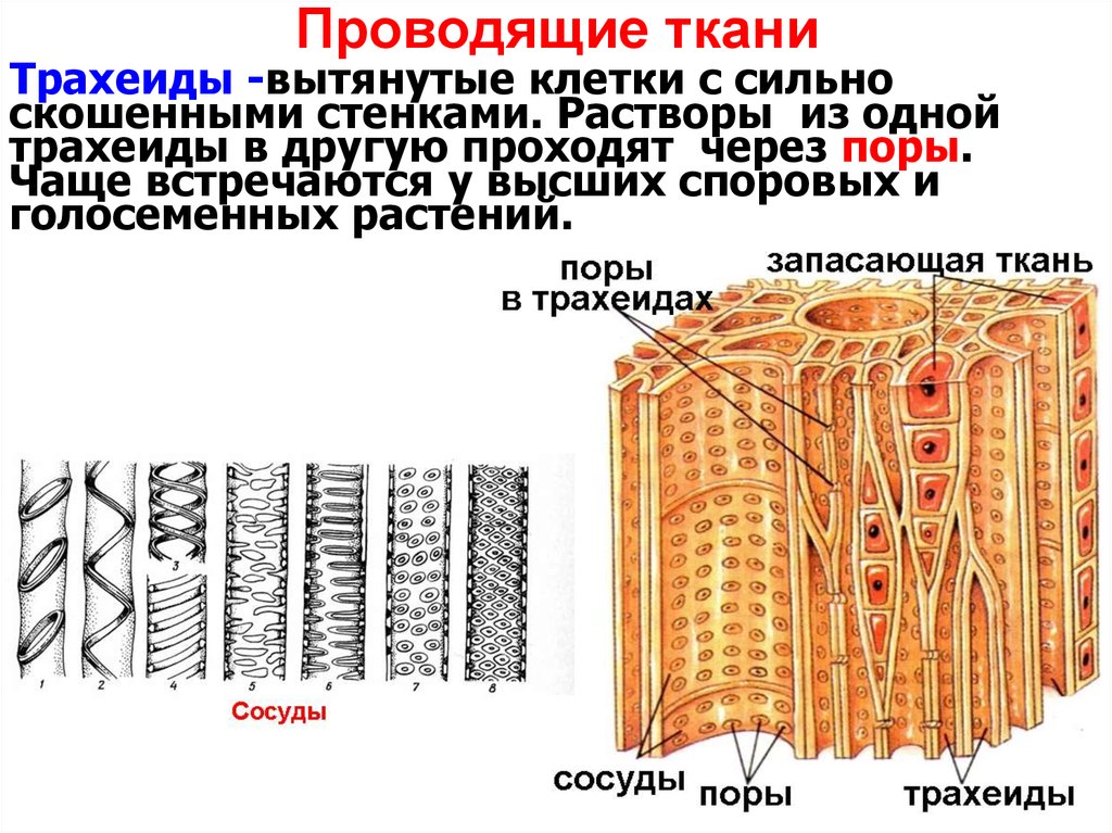 Структуры проводящих тканей растения