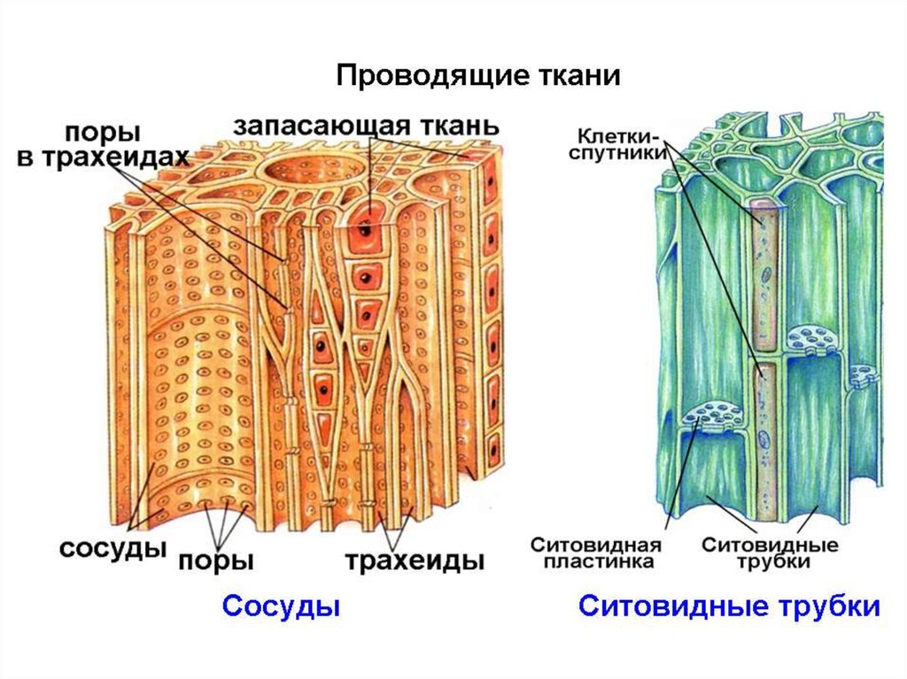 Проводящая ткань у растений рисунок