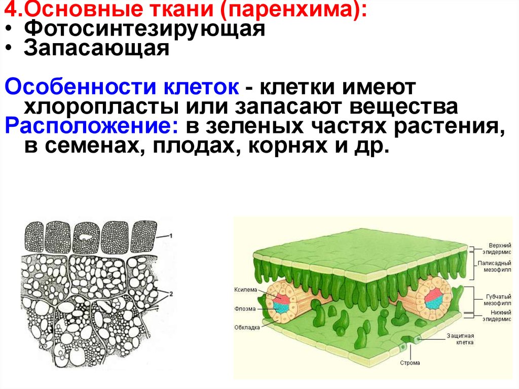 Основная ткань класс. Строение основной ткани паренхимы растений. Основные ткани ассимиляционная запасающая воздухоносная паренхима. Ассимиляционная паренхима строение. Основная ткань растений паренхима.