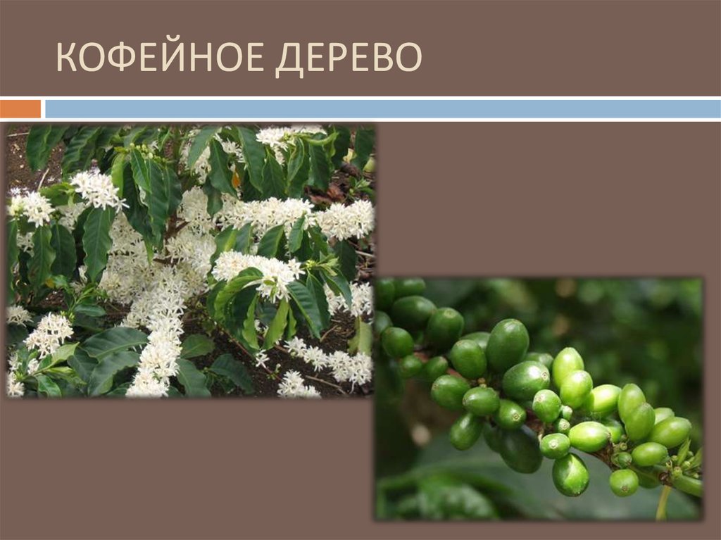 КОФЕЙНОЕ ДЕРЕВО