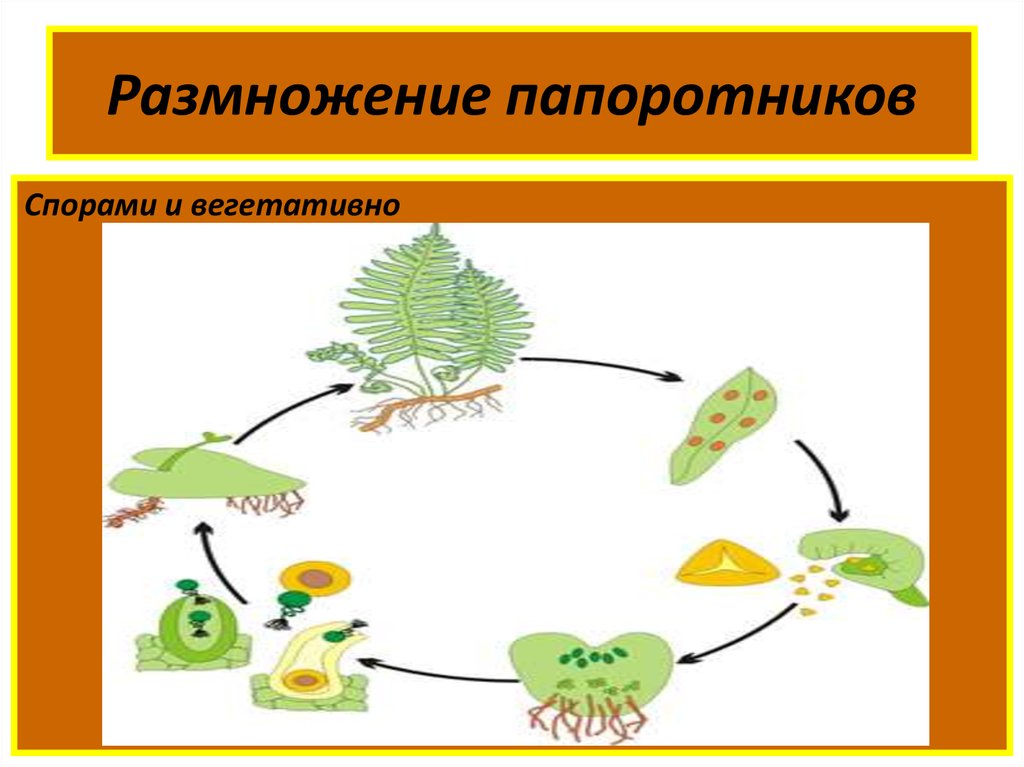 Жизненный цикл размножения папоротника. Размножение папоротникообразных растений. Размножение папоротника спорами. Размножение папоротников схема. Вегетативное размножение папоротника.