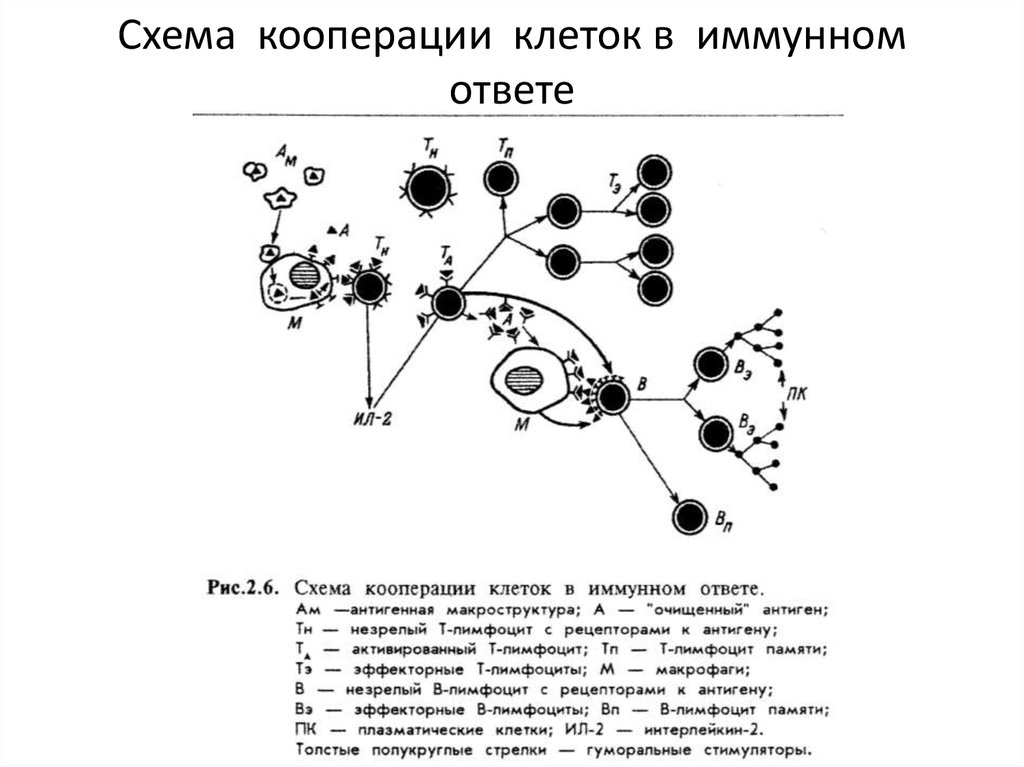 Иммунокомпетентные клетки схема