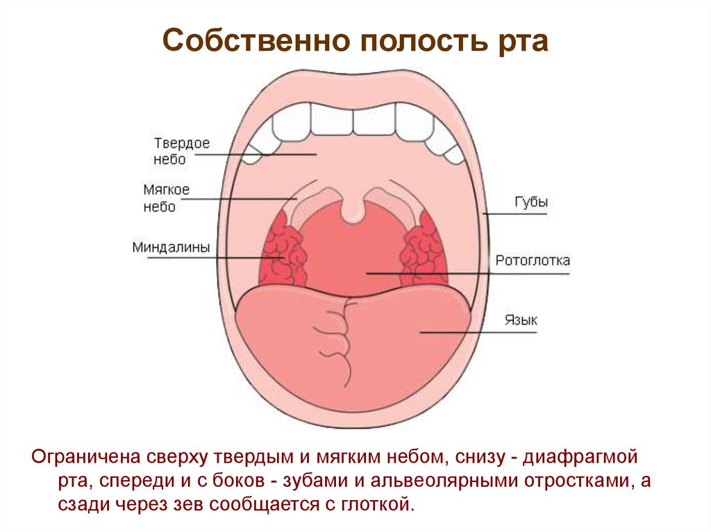 Границы полости рта. Собственно полость рта ограничена спереди. Собственно полость рта ограничена снизу. Собственно ротовая полость анатомия. Стенки собственно полости рта анатомия.