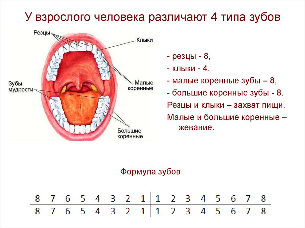 Сколько зубов мудрости может быть у человека. Где находится зуб восьмерка снизу. Формула зубов анатомия. Название зубов. Сколько зубры у человека.