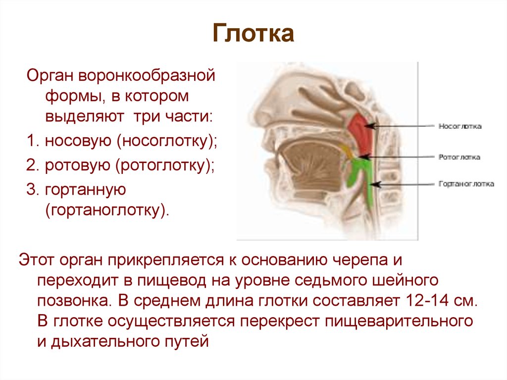 Ротоглотка это. Ротоглотка строение и функции. Строение ротоглотки и функции. Перекрест дыхательных и пищеварительных путей.