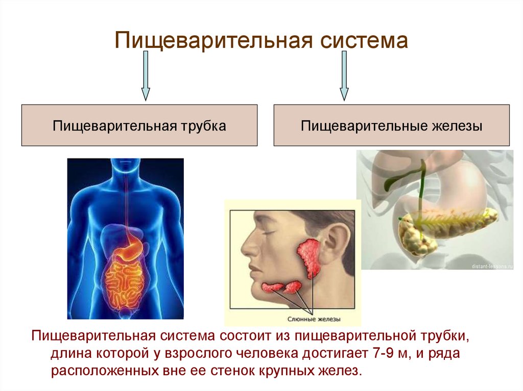 Пищеварительные железы состав. Пищеварительная система пищеварительная трубка. Железы пищеварительной системы человека. Пищеварительные железы состоят из. Органы пищеварения пищеварительный канал пищеварительные железы.