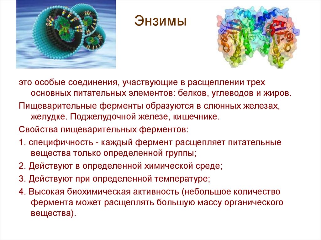 Энзимы что это простыми словами. Энзимы. Ферменты энзимы. Метаболические ферменты. Фермент энзим.