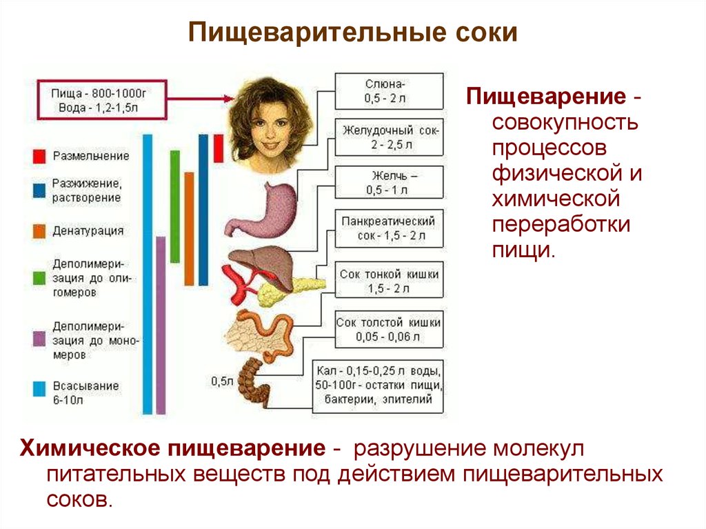 Анализы пищеварительной системы. Пищеварительные ферменты желудочного сока. Пищеварительные соки таблица.