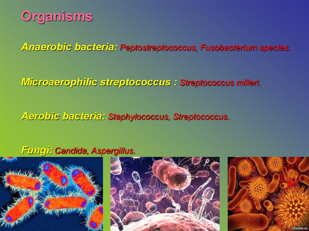 Lung abscess - online presentation