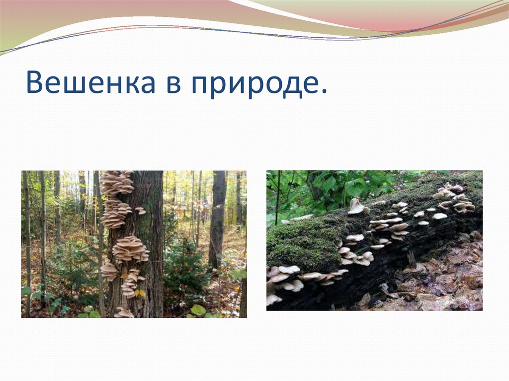 Вешенка в природе.