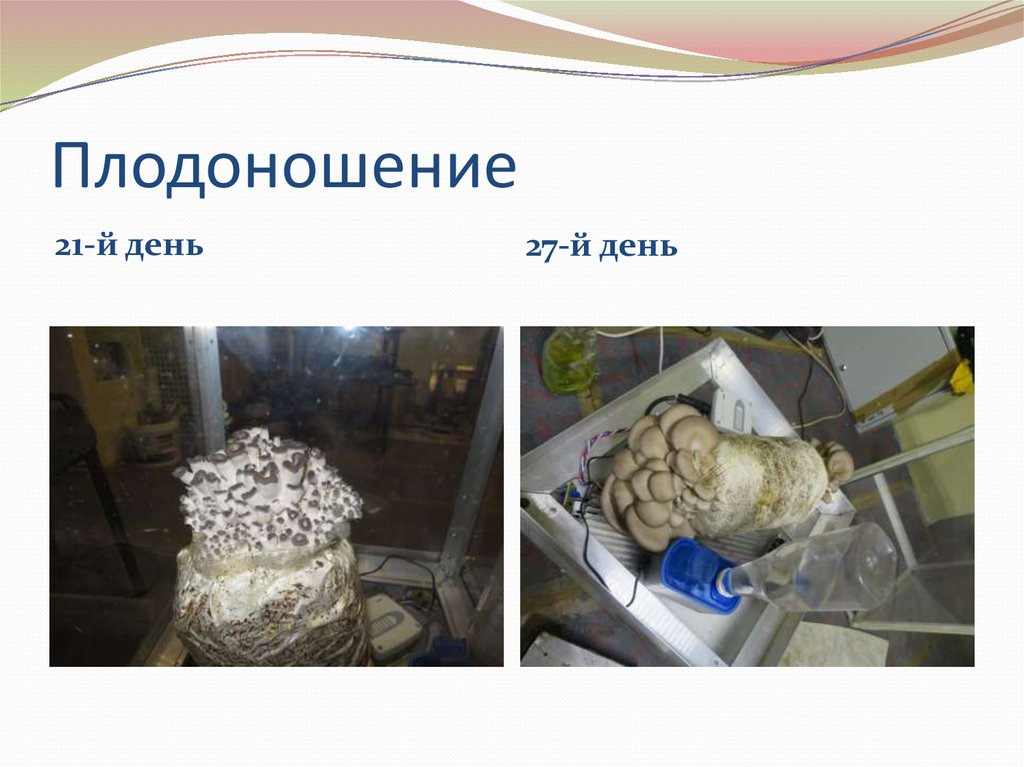 Плодоношение