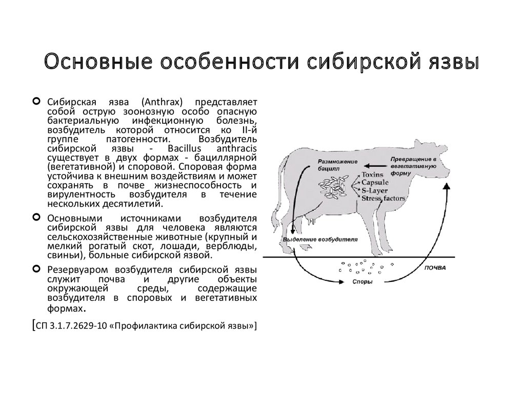 Как передается язва. Характеристика возбудителя сибирской язвы. План обследования коровы при сибирской язве. Методы лабораторной диагностики сибирской язвы. Резервуар инфекции сибирской язвы это.