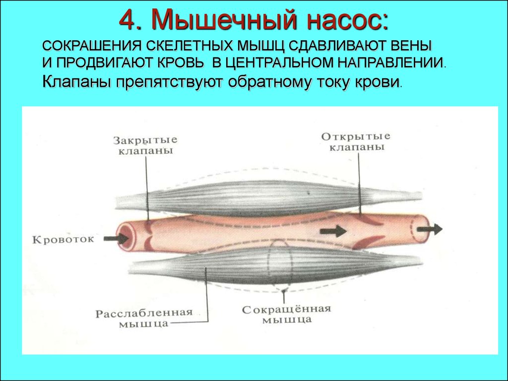 Мышцы сжаты. Механизм мышечного насоса. Венознo мышечные насосы. Мышечно венозная помпа голени. Мышцы это насос.