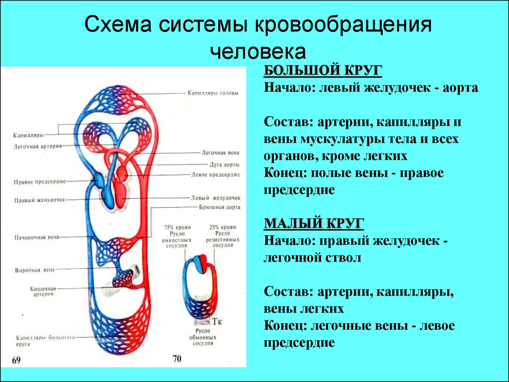 Артерии большого кровообращения. Круги кровообращения человека схема. Большой круг кровообращения схема. Сосуды малого круга кровообращения схема. Схема большого круга кровообращения у человека.