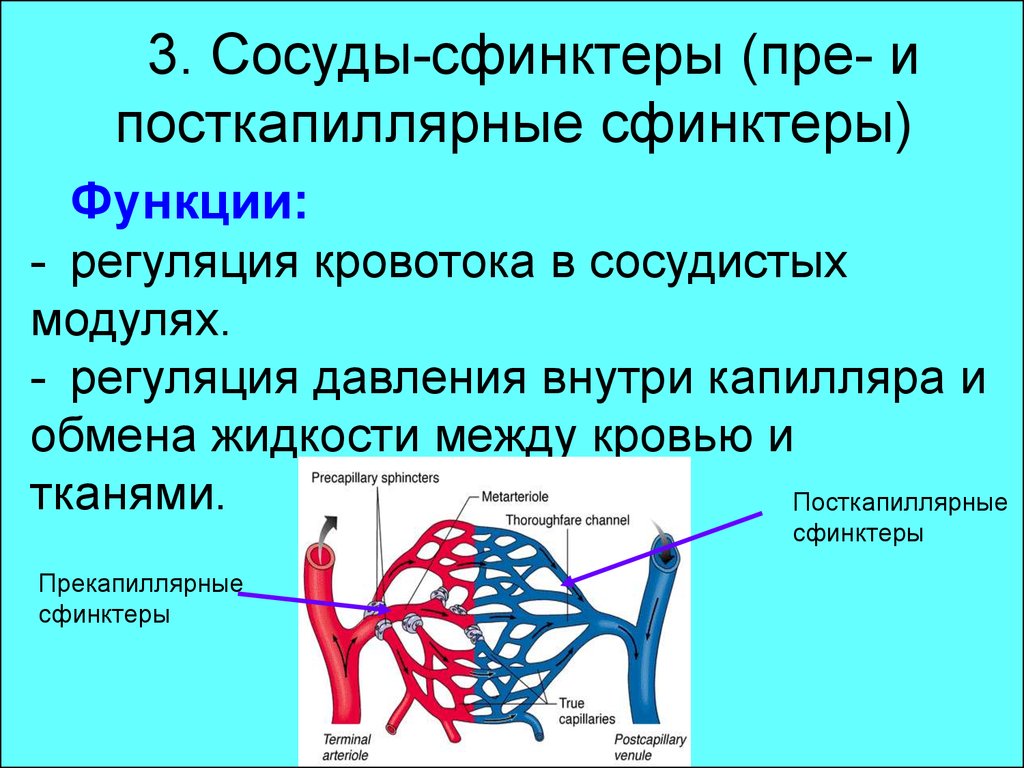 Сфинктеры нервная система. Прекапиллярные артериолы. Сосуды сфинктеры. Прекапиллярные сфинктеры функция. Сосуды сфинктеры функция.