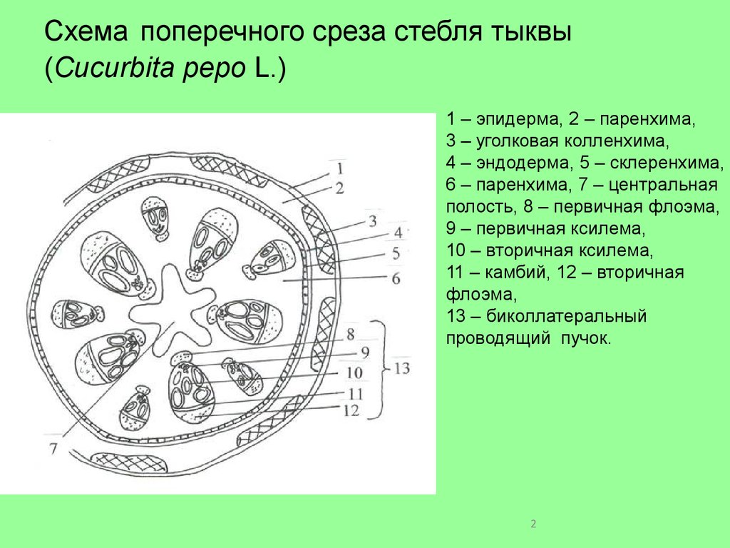 Рассмотри рисунок и дополни текст стебель на рисунке обозначен цифрой