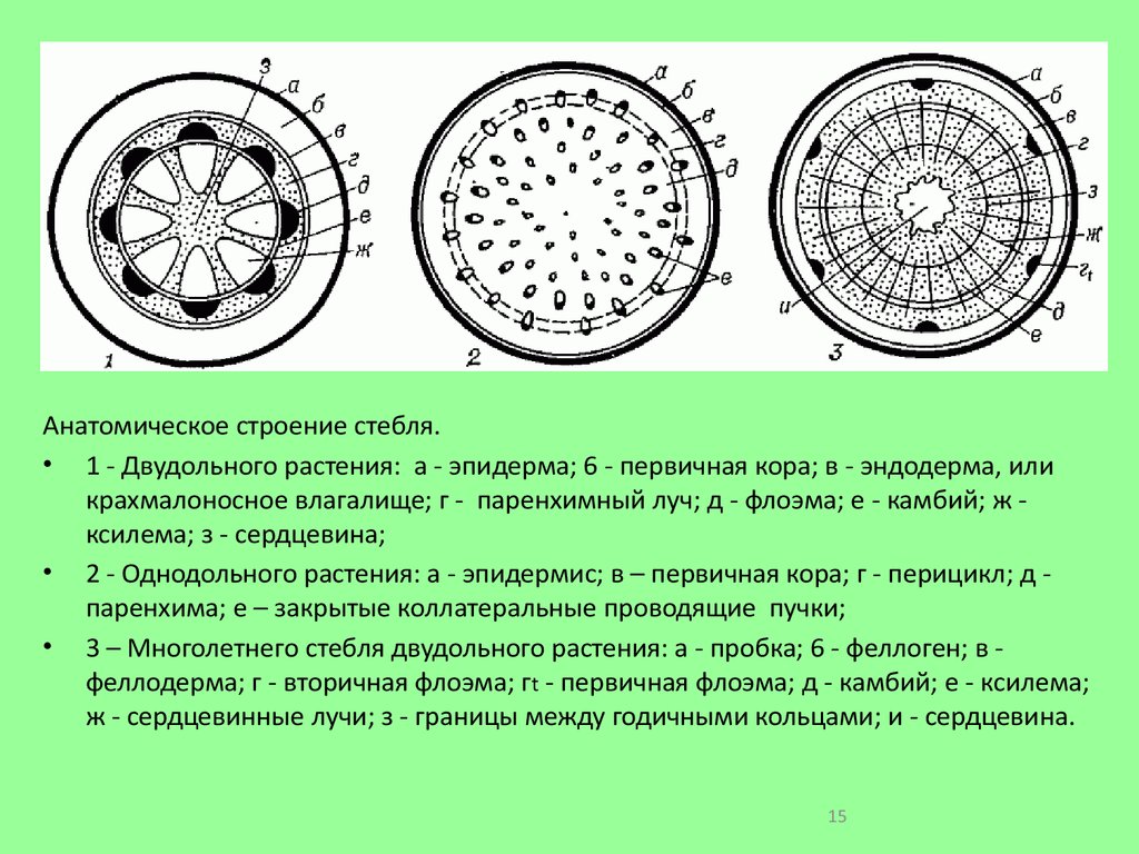 Однодольные растения ткани. Анатомическое строение стебля однодольных. Первичное строение стебля однодольных. Схема поперечного стебля двудольного травянистого. Первичное Анатомическое строение стебля однодольных растений.